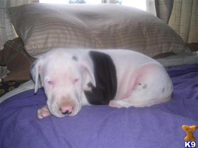 Puppies in WA